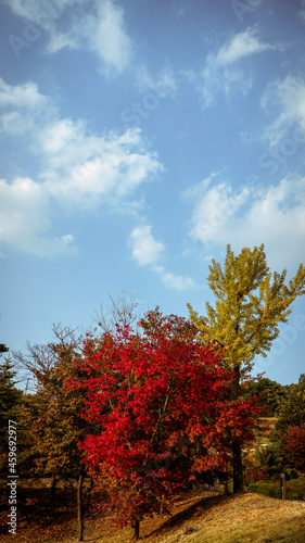 Autumn 나무