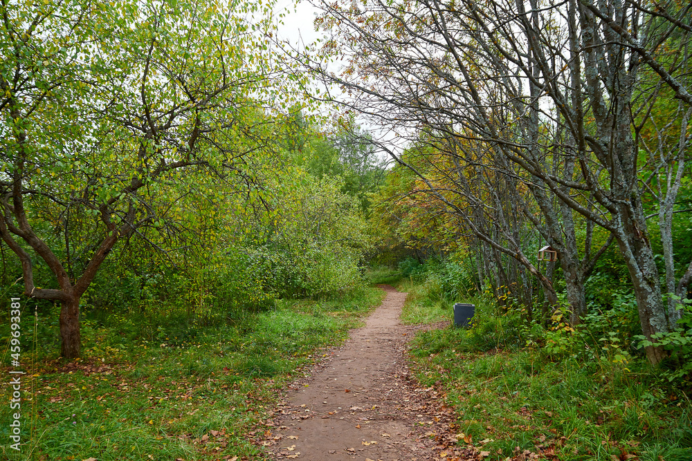 Trees in the autumn forest with yellow leaves