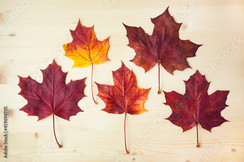 Multocolored maple leaves on wooden background. Autumn leaf photo