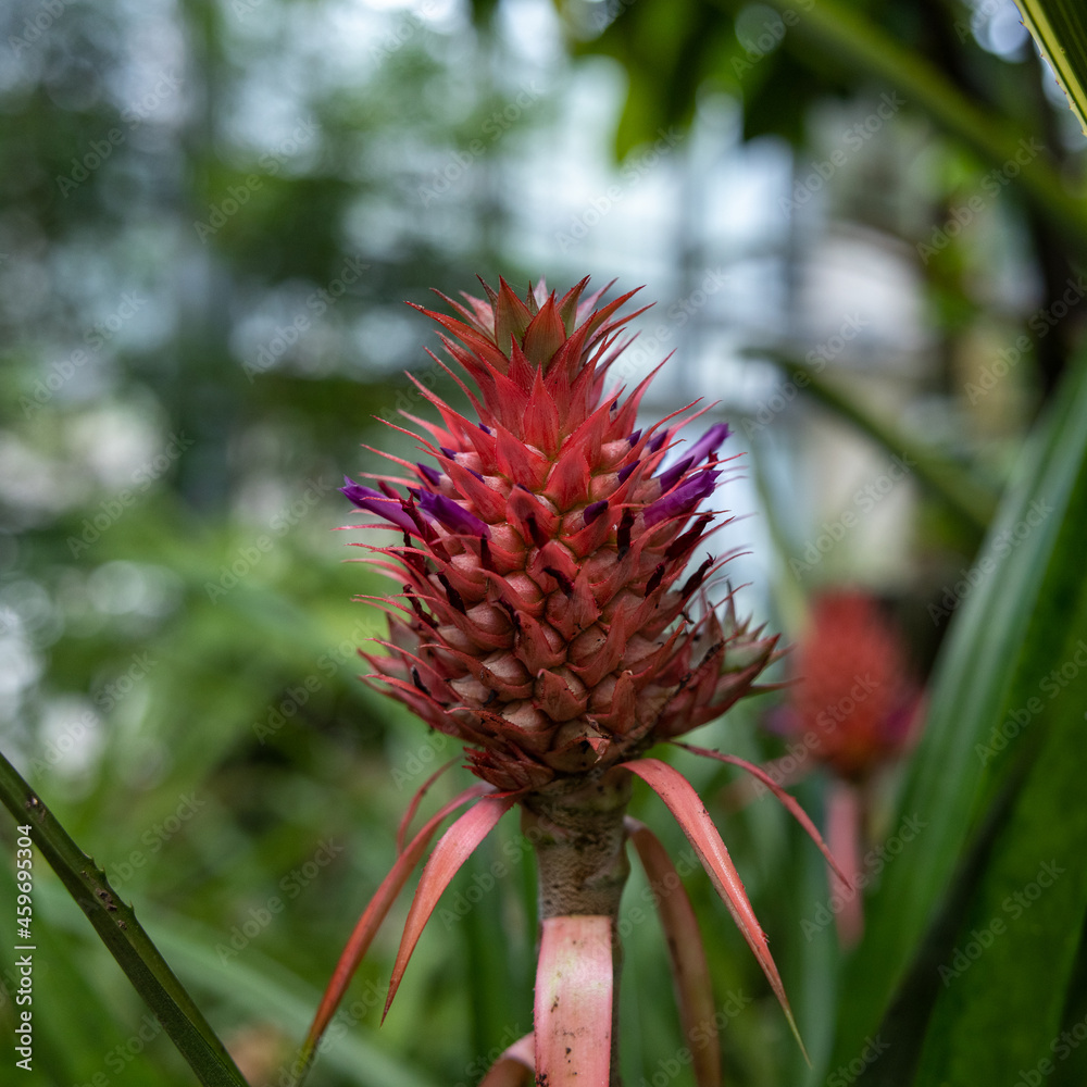 ケイトウ celosia