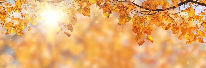 Autumn yellow leaves of linden tree in autumn park. Fall background