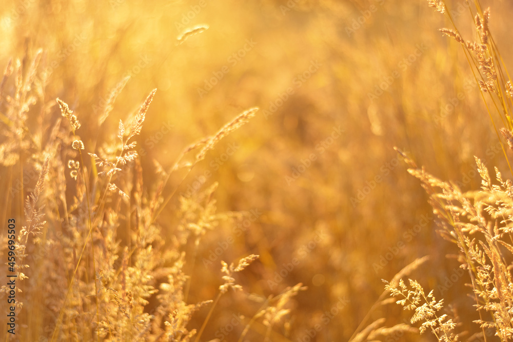 Fototapeta premium Golden field meadow grass. Summer natural rustic landscape. Copy space. Soft focus