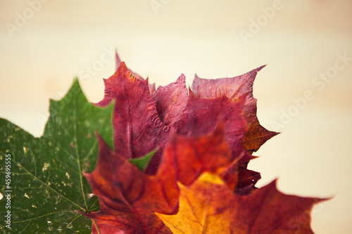 Multocolored maple leaves on wooden background. Autumn leaf close up with copy space photo