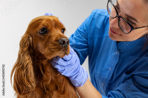 Close- up brown spaniel dog with drooping ears and female vet doctor, veterinary isolated on white studio background.