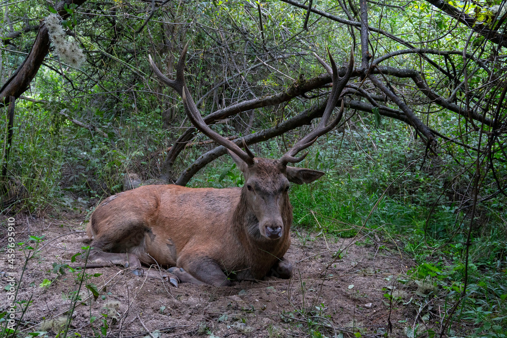 cervo cervo