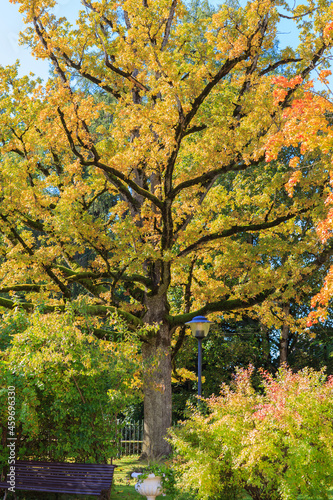 maple tree in yellow foliage in autumn