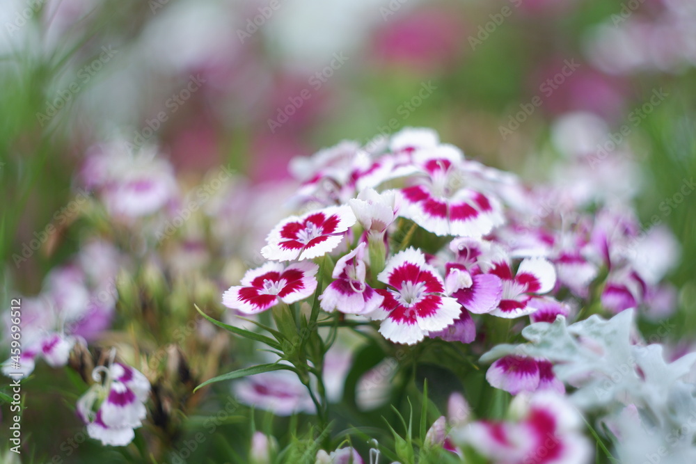 pink and white carnation flowers
