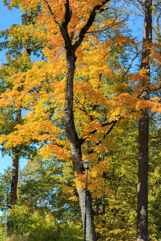 Fototapeta premium autumn trees in the park
