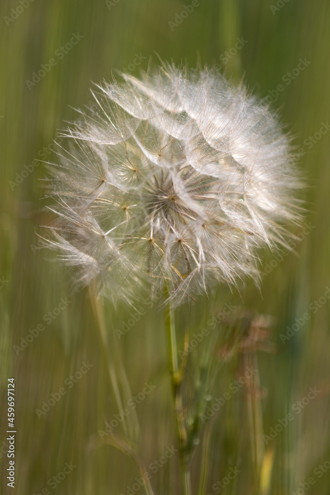 Fototapeta premium Dandelion in a field