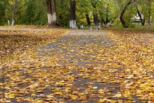 The path in the park is strewn with autumn bright yellow leaves
