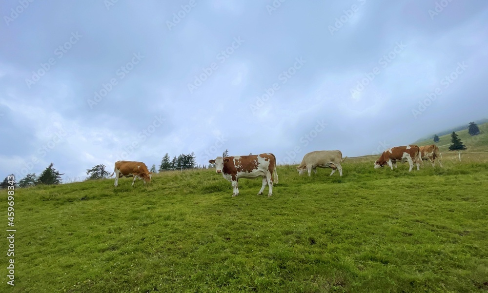 Fototapeta premium brown cows on a meadow in the austrian mountains