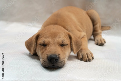 Sleeping brown puppy dog falls asleep lying on the floor as holiday vacation and lazy concept with copy space