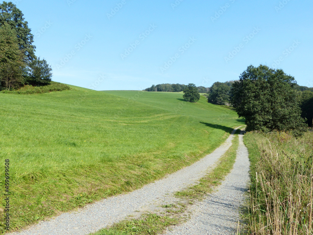 Wide meadow, clear sky and a slightly curved road leading along some trees