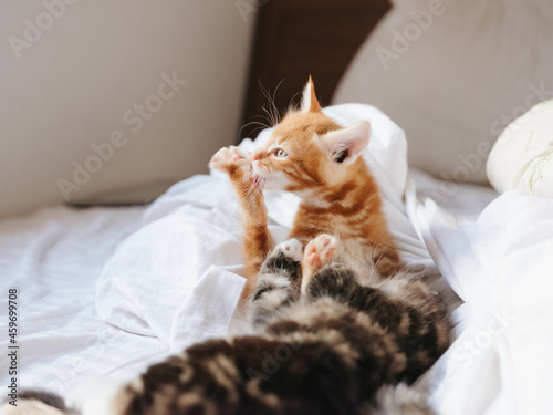 Fototapeta Naklejka Na Ścianę i Meble -  little kittens lying on the bed fun pets