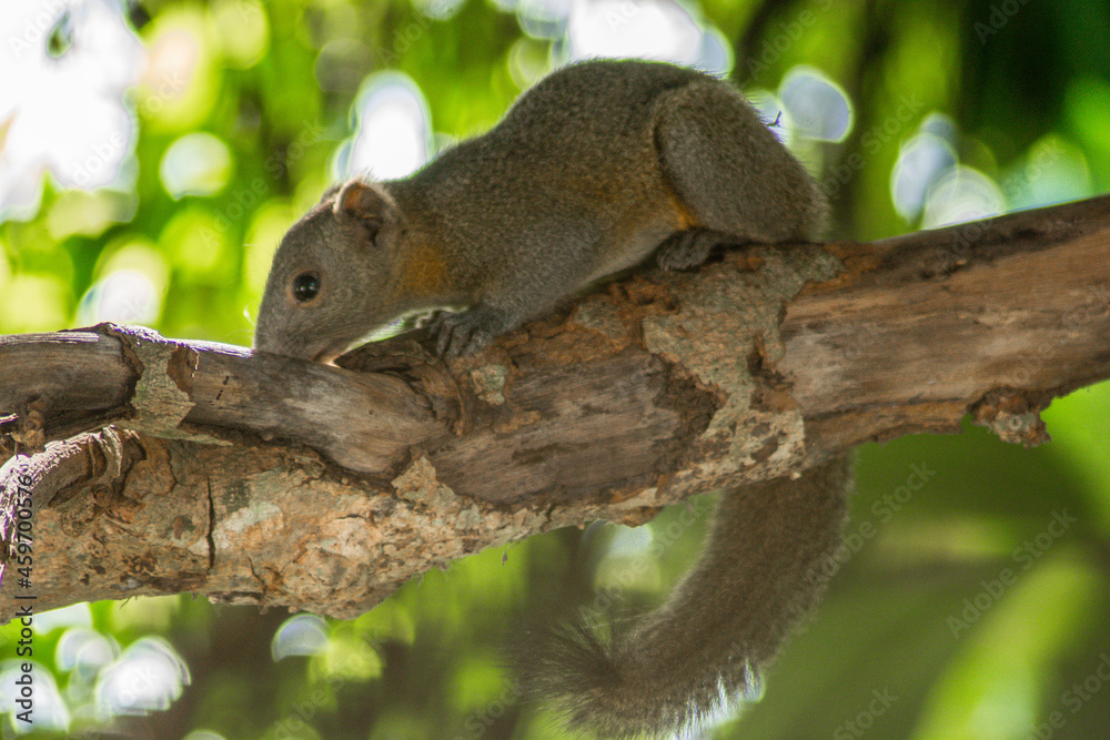 squirrel on tree squirrel on tree