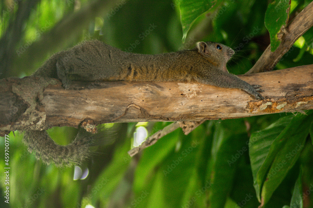 Fototapeta premium squirrel on a tree