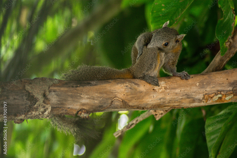 squirrel on a tree