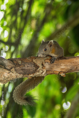 squirrel in the forest © Chanyagron