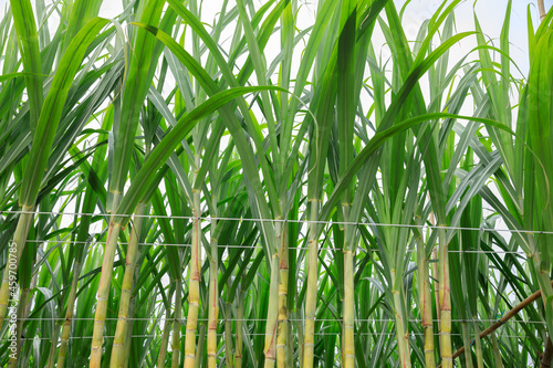 Sugarcane field with plants growing