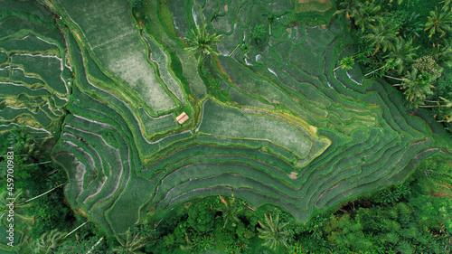 Beautiful Pattern of Tegallalang Balinese rice terraces from top arial view, Ubud, Bali Indonesia