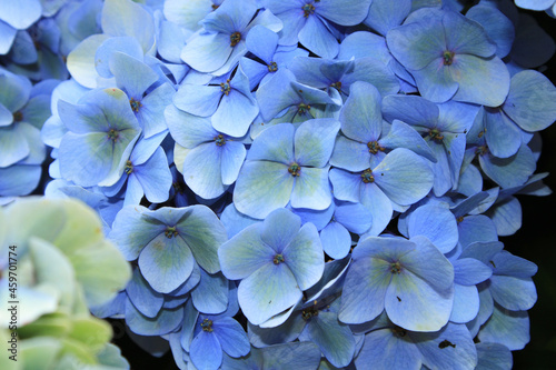 blue french hydrangea flower photo © Recep