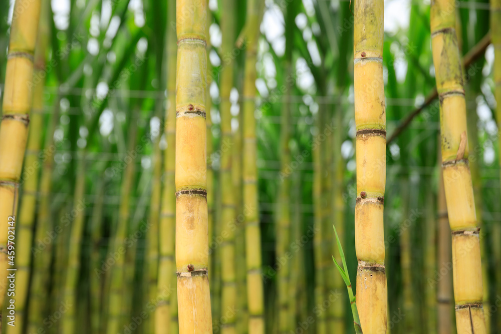 Sugarcane field with plants growing
