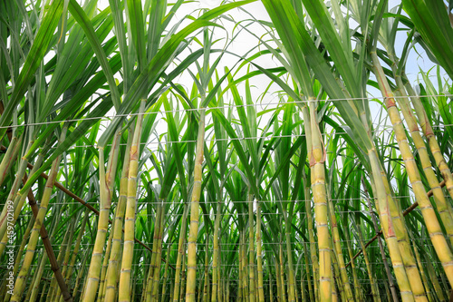 Sugarcane plants growing under sky