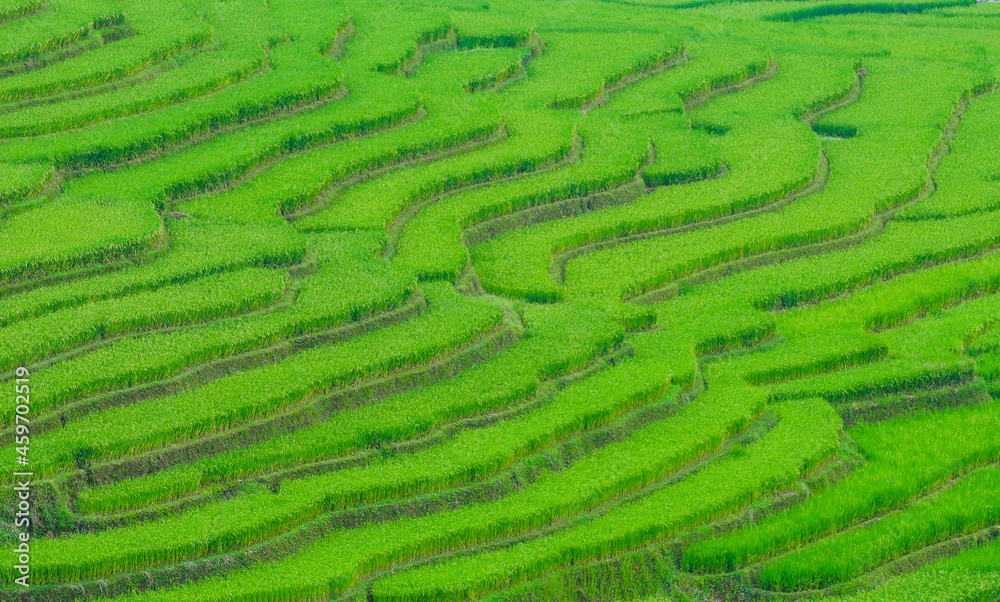 Terraced rice field in Sapa, Vietnam