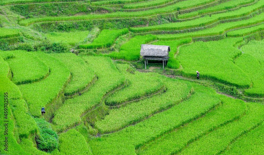 Terraced rice field in Sapa, Vietnam