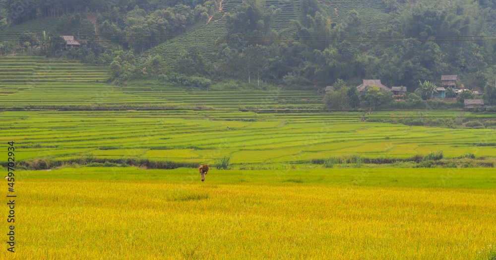 Terraced rice field in Sapa, Vietnam