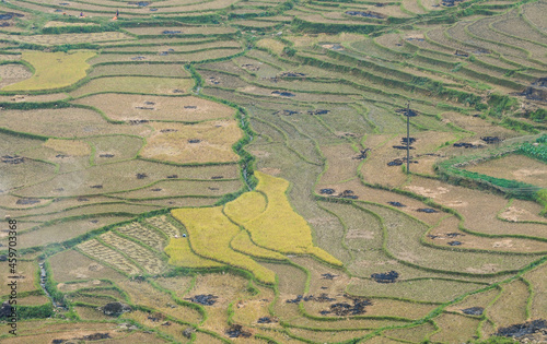 Terraced rice field in Sapa, Vietnam