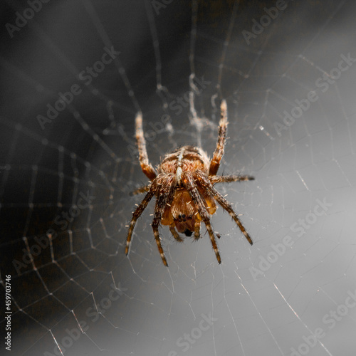 Macrophotographie d'une araignée sur sa toile en couleur sélective