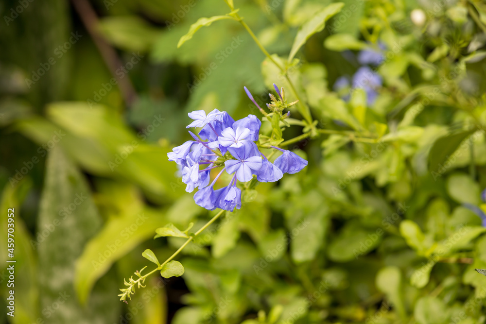 Forget-me-not flower with bright green leaves. blue flowers forget-me-in the field. Forget-me-not flower with bright green leaves. blue flowers forget-me-in the field.