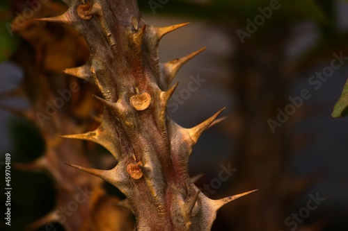 Thorns on the tree