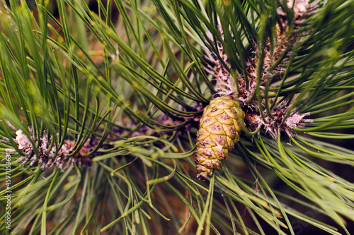 Cone pine close up