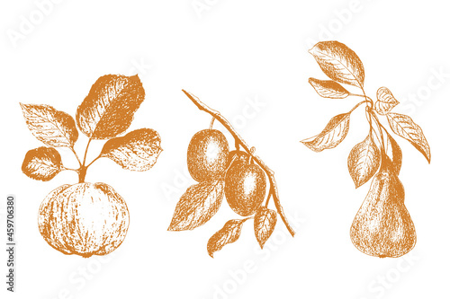 Set of fruit graphics hand-drawing, pear apple plum. Imprint, stamp, isolated, on a white background. Vector illustration