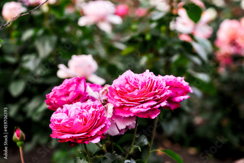 Beautiful roses growing in the front garden of the city park on a bright sunny day. Blurred background. Close-up.