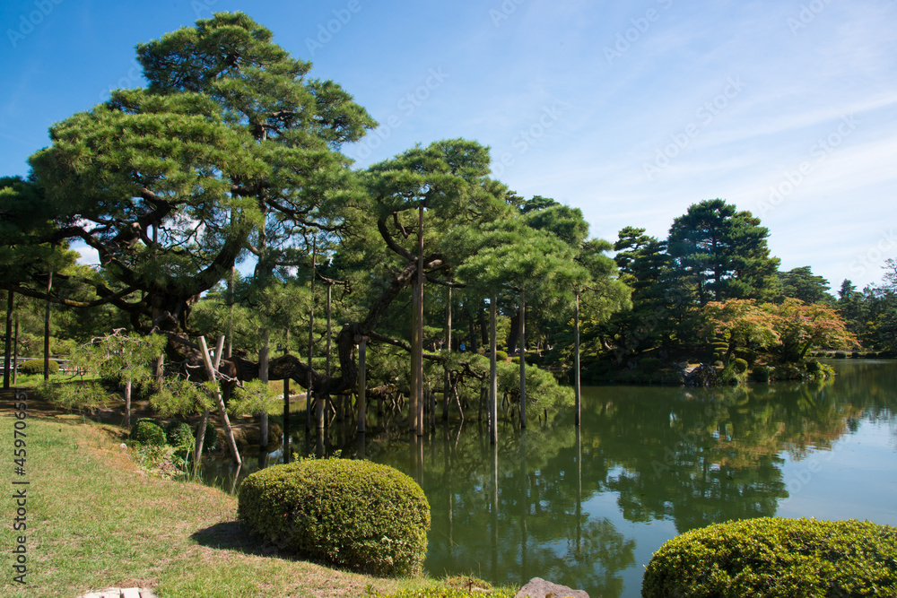 Beautiful japanese garden in Kanazawa. Trees near the lake. Sunny day. Japan,
