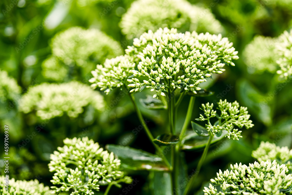 Sedum - Hylotelephium spectabile Stardust close up