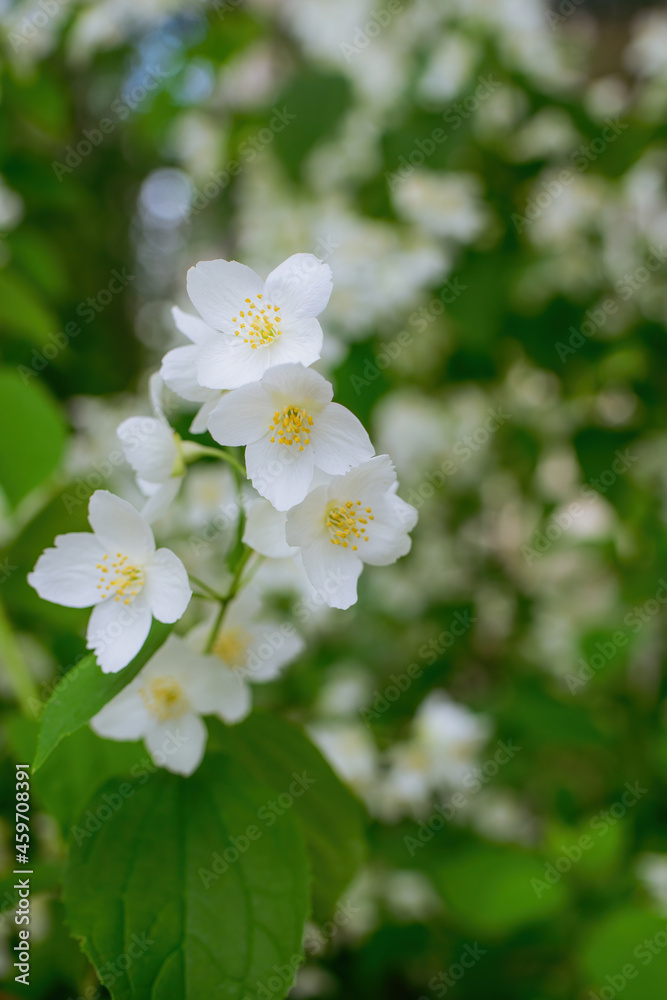 Twig with white jasmine flower in spring Twig with white jasmine flower in spring