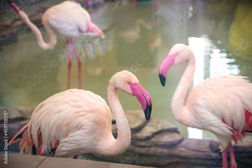 Several flamingos in the water © Ksenia Belyaeva