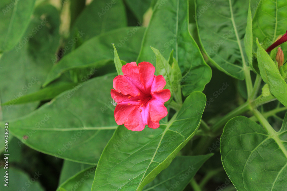 natural pink mirabilis jalapa flower photo