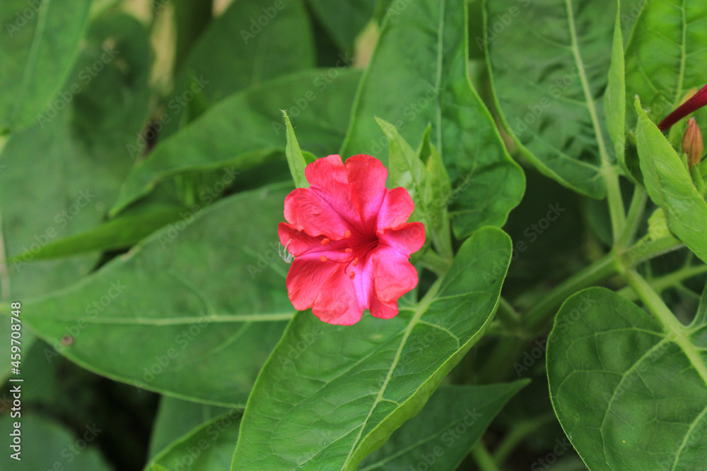 natural pink mirabilis jalapa flower photo