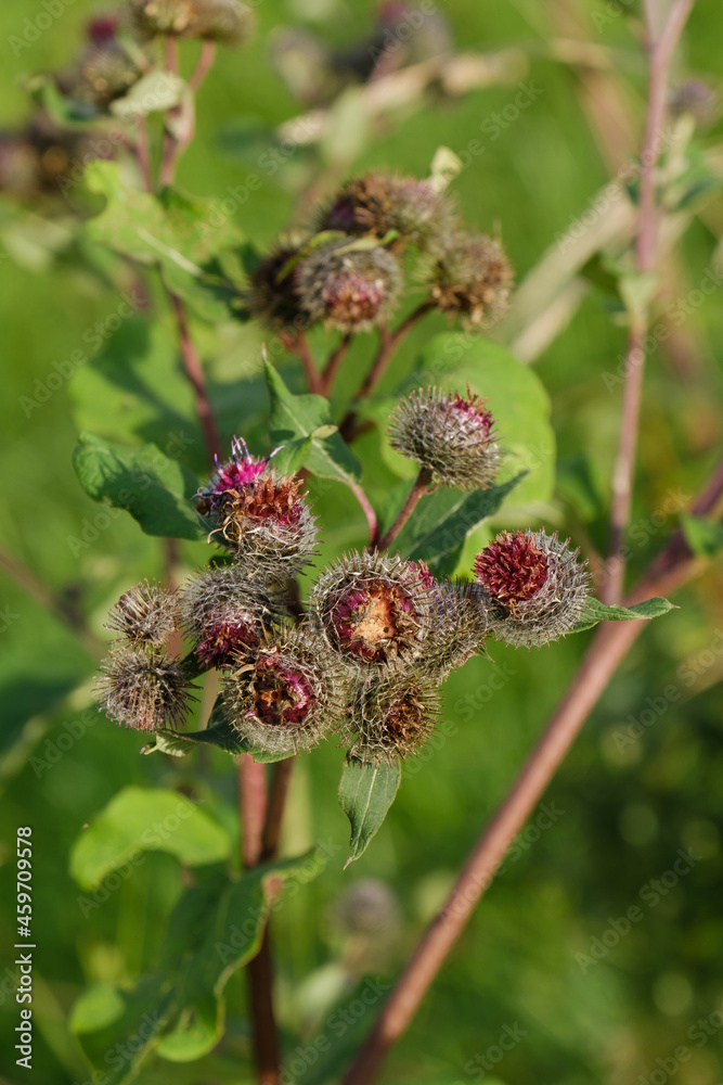 Hochformat: Lila Disteln wachsen in der Natur - dahinter ein natürlicher grüner Hintergrund