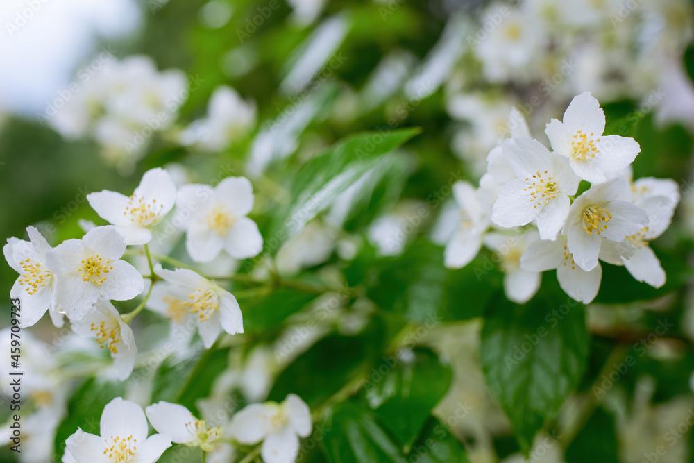 Obraz premium Twig with white jasmine flower in spring