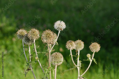 Runde Disteln wachsen in der Natur vor einem nat  rlichen gr  nen Hintergrund