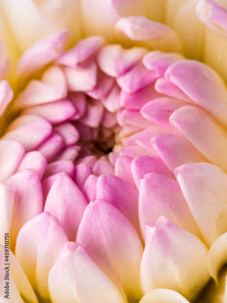 Dahlias are blooming. White and pink flower petals close-up. A bright, delicate illustration on a floral theme. The bud blooms in July, August or September. Macro      
