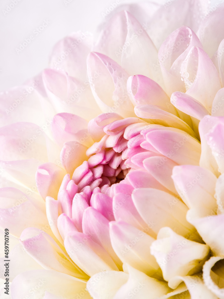Dahlias are blooming. White and pink flower petals close-up. A bright, delicate illustration on a floral theme. The bud blooms in July, August or September. Macro      