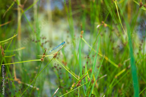 Dragonfly - Odonata with outstretched wings on a blade of grass. In the background is a beautiful bokeh created by an  lens. © Roman Bjuty