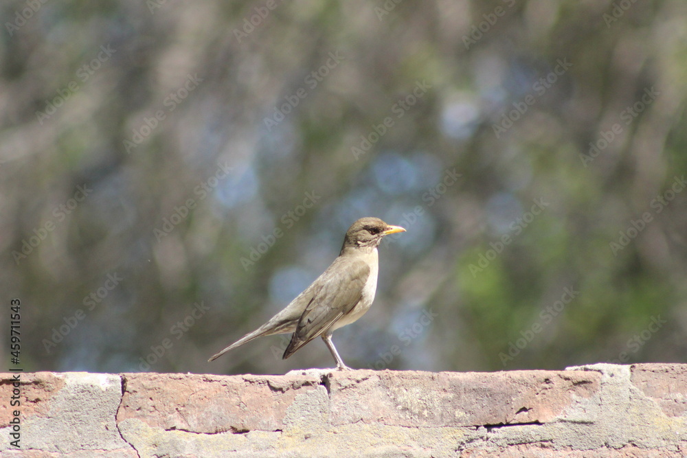 birds birds